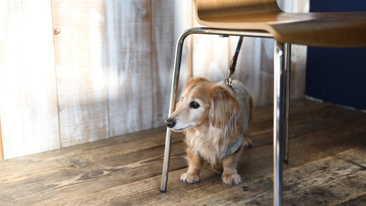 犬がテーブルなどの家具の下に潜る3つの心理とは　なぜ隠れようとするの？注意が必要なポイントまで(ブログ)