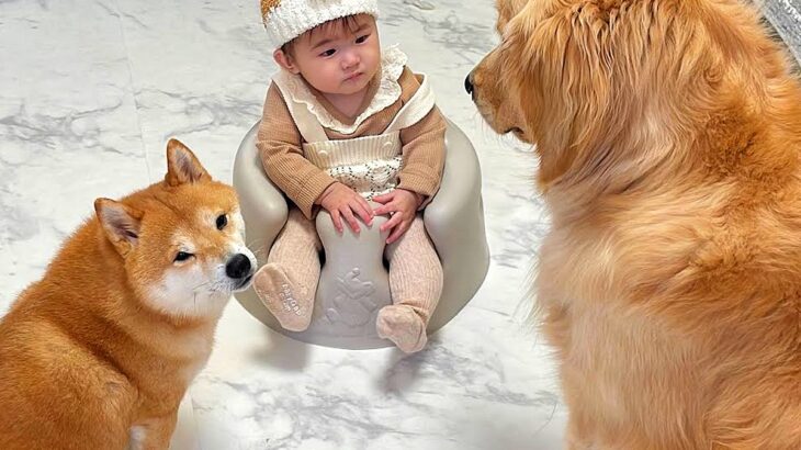 トイレに行っていたら、赤ちゃんと2匹の犬が…まさかの『内緒話を始める光景』が尊すぎると46万再生「癒しの力が半端ではない」「優しい時間」(ブログ)