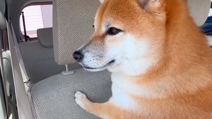 車でお出かけ中『絶対いるはずのない父』が乗ってきたら、犬が…尊すぎる『100点満点なリアクション』が2万再生「表情が人間みたいｗ」と悶絶(ブログ)
