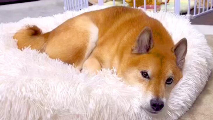 いつもは塩対応な犬に『好きな人が来るよ』と伝えてみた結果…思った以上に『感情が大爆発する光景』が287万再生「別犬で草」「わかりやすｗ」(ブログ)