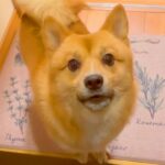 『犬と5日ぶりに再会』した結果…予想外の展開で『感情がぐちゃぐちゃになる光景』が251万再生「バグッてるｗ」「めちゃ文句言ってて草」(ブログ)