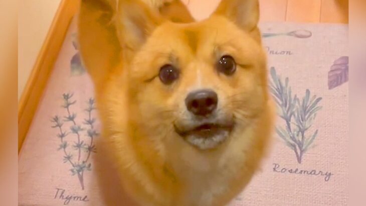 『犬と5日ぶりに再会』した結果…予想外の展開で『感情がぐちゃぐちゃになる光景』が251万再生「バグッてるｗ」「めちゃ文句言ってて草」(ブログ)