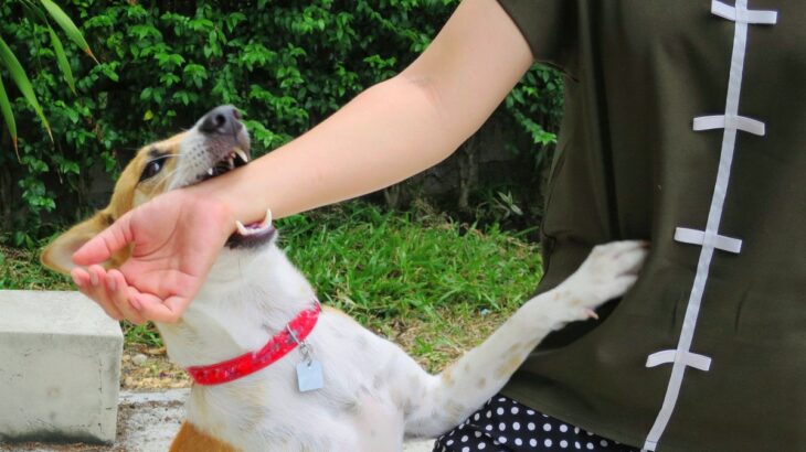 咬んでくる犬に対して絶対にしてはいけない危険な行動３つ　ついやってしまいかねないことから対処法までご紹介(ブログ)