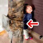 小さな男の子が『みてー！』と言うので覗いてみたら、大型犬が…ほっこりする『可愛い光景』が192万再生「ボディガード」「守られてる感」(ブログ)