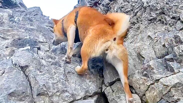 登山の道中、岩壁に近付いた犬が…ワンコとは思えない『まさかの光景』が7万7000再生「登山技術エグい」「適応力すごすぎる」と驚愕の声(ブログ)
