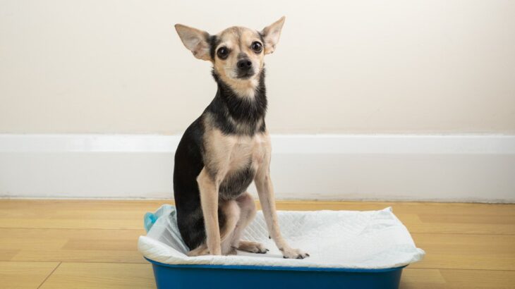 犬が尿路結石になった時に表れるサイン5つ　どんな症状がでるの？飼い主ができることまで(ブログ)