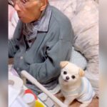 寝てることが多くなった『95歳のおじいちゃん』に、犬が…思わず泣けてくる『尊すぎる光景』が118万再生「素晴らしい」「大好きなんだね」(ブログ)