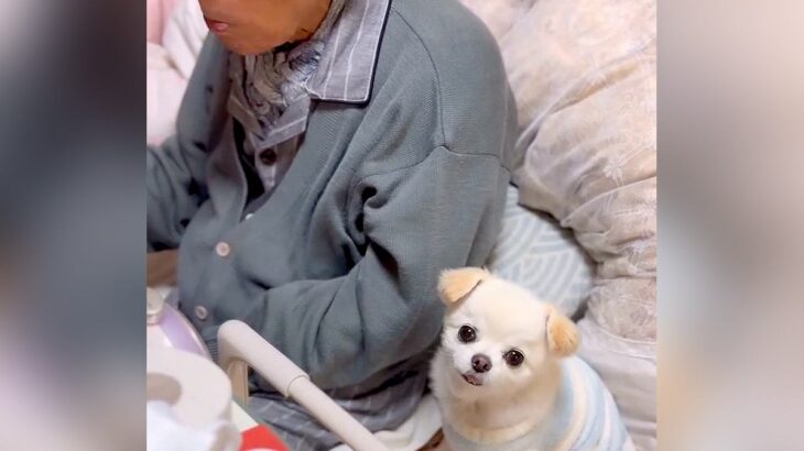 寝てることが多くなった『95歳のおじいちゃん』に、犬が…思わず泣けてくる『尊すぎる光景』が118万再生「素晴らしい」「大好きなんだね」(ブログ)