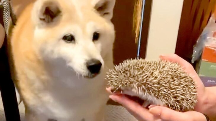 『おやつがもらえる』と思って大興奮していた犬が…想定外な『まさかの生物出現』で見せた反応が話題に「絶妙な表情で草」「びっくり可愛いｗ」(ブログ)