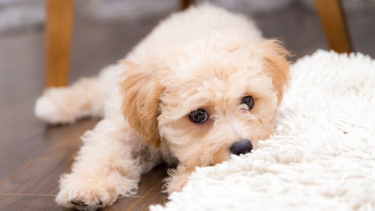 犬が『甘え鳴き』しているときの絶対NG行為3選　タブーとされる飼い主の行動とは？(ブログ)