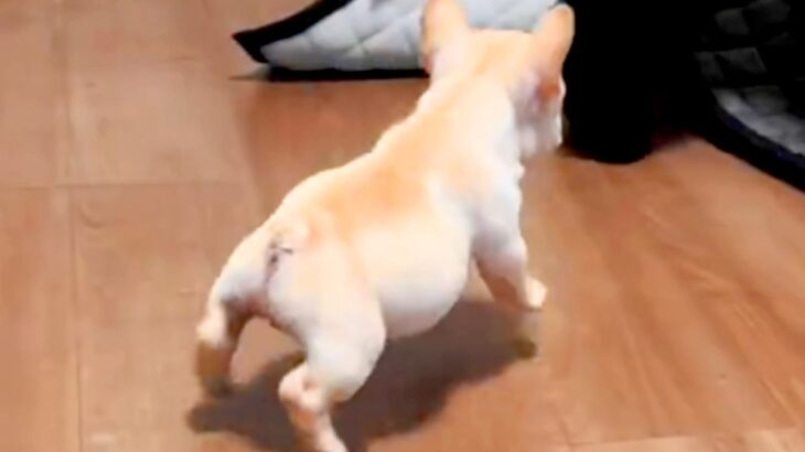 生後60日の赤ちゃん犬が『他の犬を追いかけた』結果…この世のものとは思えない『一生懸命な光景』が140万再生「破壊力えぐい」「飛んでる」(ブログ)