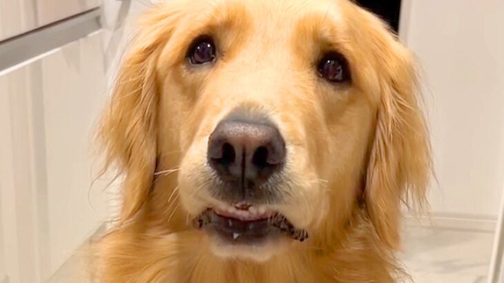 ご飯待ちの大型犬に『散歩行く？』と聞いた結果…予想以上に『困惑した様子』が131万再生「どっちも捨てがたいｗｗ」「戸惑ってる顔で草」(ブログ)