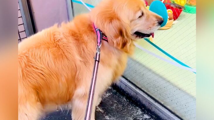 散歩中に『大型犬が歯医者さんの前で止まった』と思ったら…まさかの『激カワな理由』が20万再生「聞こえてない顔してるｗ」「粘ってて草」(ブログ)