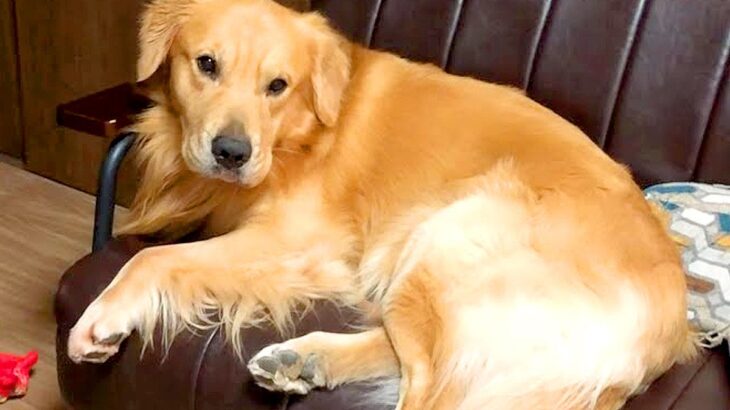 ママから大型犬の動画が送られてきたので、見てみたら…思った以上に『悲惨な光景』が46万再生「ギャップが…ｗ」「なんか涙出てきた」と反響(ブログ)
