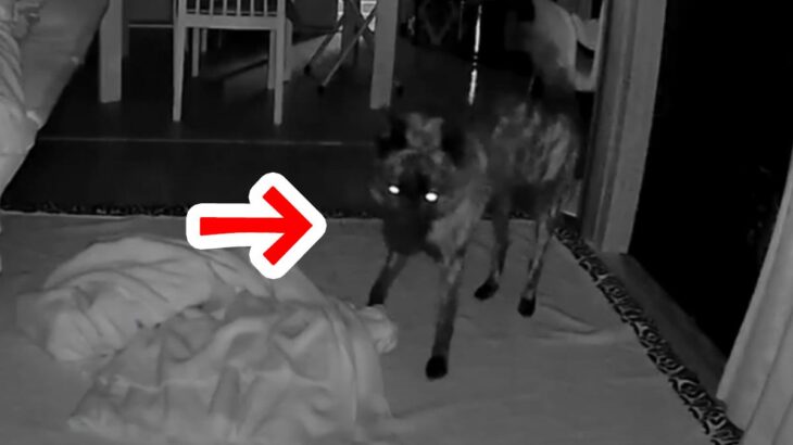 夜中、聞き慣れない『不審な足音』を聞いた犬が…家族を守ろうとして見せた『驚きの行動』が泣けると2万再生「健気すぎる」「家族想いで涙」(ブログ)