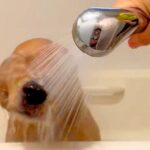『お風呂大好きな大型犬』が、自らシャワーを…まさかの『賢すぎる光景』が1万5000いいね「羨ましすぎるｗ」「貪欲スタイルで草」と賞賛(ブログ)