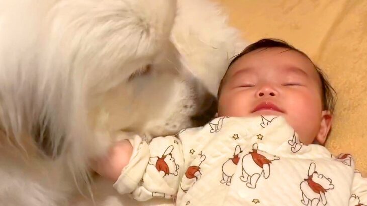 赤ちゃんが隣で泣いていたら、超大型犬が…『泣き止ませる方法』と『号泣の理由』が可愛すぎると39万再生「まるで母親」「愛されてる」と絶賛(ブログ)