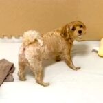 お散歩に行きたいけど、隙間に隠してるパンは取られたくない犬…とんでもなく葛藤する姿と攻防戦が931万再生「必死すぎて草」「ホント可愛い」(ブログ)