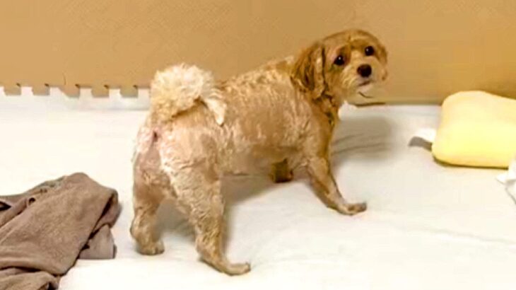 お散歩に行きたいけど、隙間に隠してるパンは取られたくない犬…とんでもなく葛藤する姿と攻防戦が931万再生「必死すぎて草」「ホント可愛い」(ブログ)