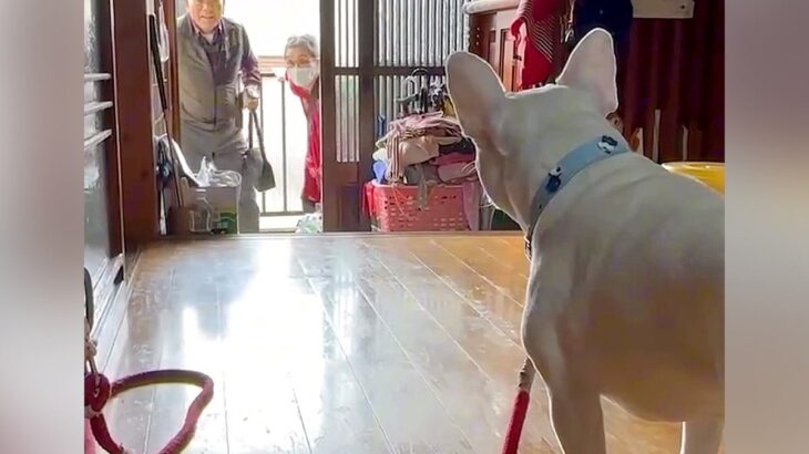 おじいちゃんおばあちゃんの帰りを待っている犬…優しく話しかけるふたりと1匹の『愛おしい光景』が18万再生「会話に泣いた」「愛で溢れてる」(ブログ)