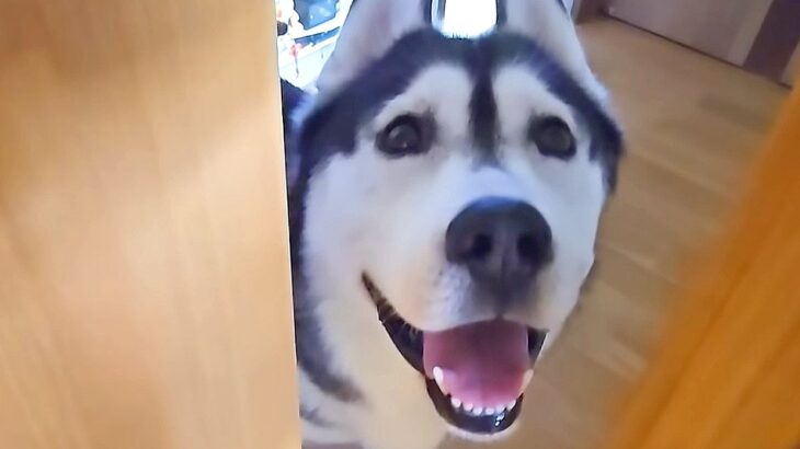 仕事中、大型犬が『早く来てください』と言うのでついて行くと…猫に起こった『予想外の悲劇？』が9万再生「心配なんだね」「優しすぎ」と絶賛(ブログ)