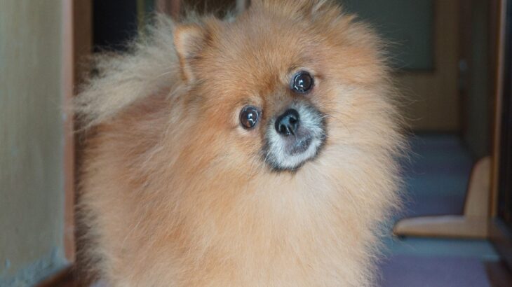犬は良いことと悪いことの違いがわかる？理解してもらうためのコツから注意点まで解説(ブログ)