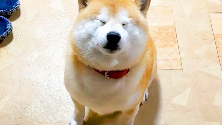 部屋を移動したら、犬が急いで追いかけてきて…尊すぎる『まさかの行動』が109万再生「俊敏すぎて草」「大好きなのが伝わるｗ」と大絶賛(ブログ)