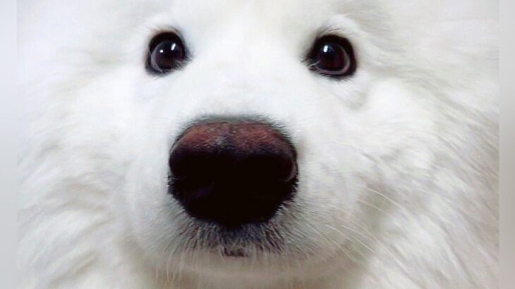 おやつをジーっと見ている大型犬→『もらえる』と気づいた結果…一瞬で見せた『笑顔』に4万1000いいね「ニッコリたまらん」「癒やし」と絶賛(ブログ)