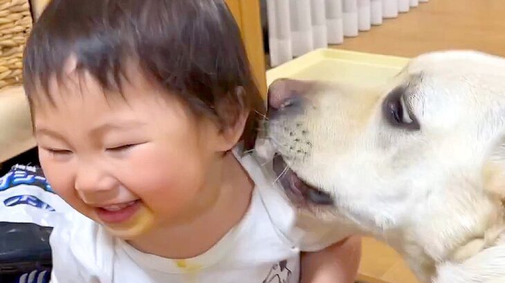 1歳の女の子がようやく『大型犬と一緒に遊べるようになった』結果…とんでもなく尊い『笑いが絶えない光景』が32万再生「愛おしすぎる」と絶賛(ブログ)