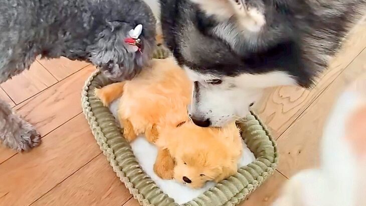 『売れ残った子犬』を連れて帰ったら、家にいた犬と猫が…想像を超える『まさかのリアクション』が93万再生「なんか感動した」「尊すぎる」(ブログ)