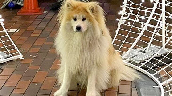 人間と同じことをしたい大型犬が…まさかの『列に並んで写真を撮る光景』が賢すぎると101万表示「可愛すぎるｗ」「犬って順番守るよね」(ブログ)