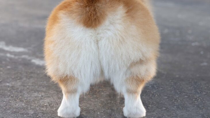 『プリケツな犬種』6選　可愛すぎるおしりをしているワンコの特徴や共通点まで(ブログ)