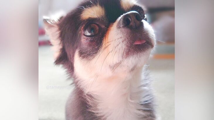 『次会ったら家族になってね』５ヶ月も売れ残った犬を飼った結果…約８年後の『現在の姿』に絶賛の声「待ってたんだね」「運命ってやつ」と反響(ブログ)