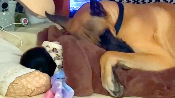 赤ちゃんが生まれたら、大型犬たちが隣で…愛情が芽生えて『離れようとしない光景』が尊すぎると30万再生「完全に守ってる」「最強SP犬」(ブログ)
