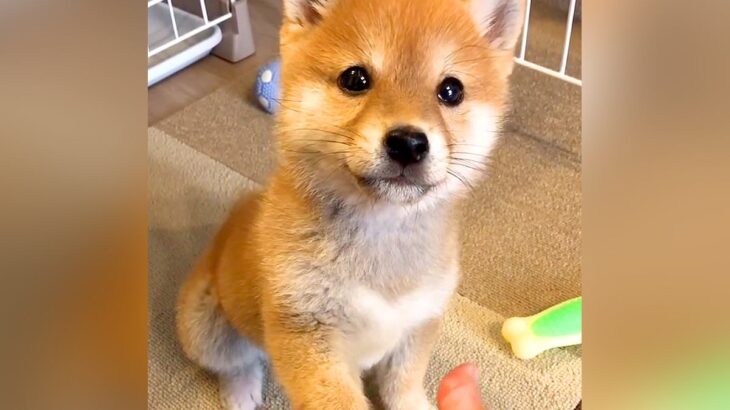 『おて』がうまくできない赤ちゃん犬が、2年8ヶ月後…悶絶級の『可愛すぎる成長』が70万再生「たまらん」「愛くるしい」「笑顔最高」と絶賛(ブログ)