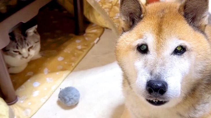 目が見えない猫に、犬が…まさかの『誰よりも気にかけている光景』が尊すぎると話題に「世界一優しいパパ」「ほっこりが止まらない」と悶絶(ブログ)