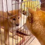 赤ちゃん犬にガンを飛ばし、ブチ切れていた先輩犬が…奇跡的すぎる『6ヶ月後の姿』が尊いと21万再生「愛が伝わったのかな」「感動した」と絶賛(ブログ)