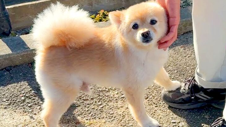 朝の7時半、大好きな『軽トラおじさん』が家にきたら犬が…『とにかく側にいたい姿』が尊すぎると5万再生「なんて可愛いの」「癒しでしかない」(ブログ)