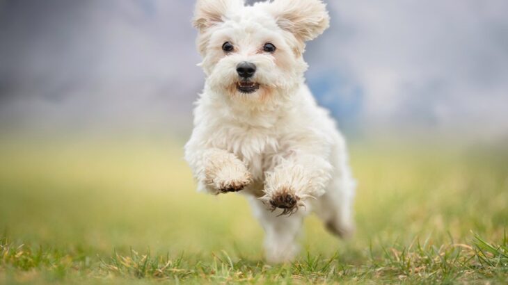 犬に運動を絶対させてはいけないタイミング4つ　楽しそうでもダメ！その理由と適切な対処法をご紹介(ブログ)