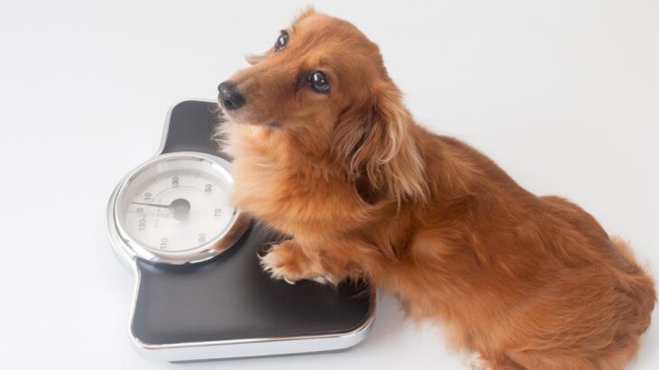 【現役獣医が解説】愛犬が太ってきたら、どうしたらいい？体重管理の仕方から適切なダイエット法まで(ブログ)