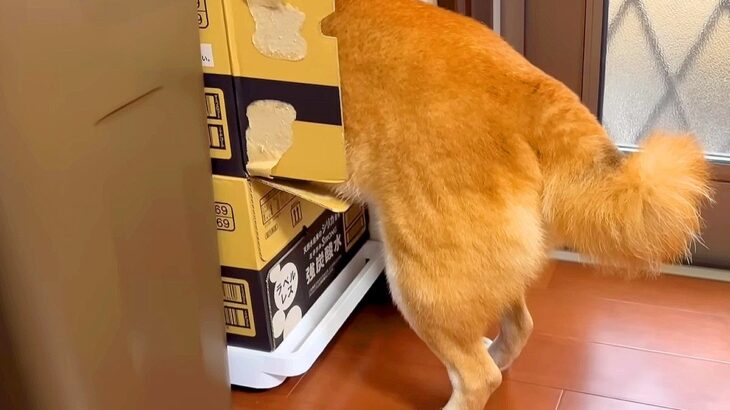 お風呂が苦手な犬→なんとか説得しようとした結果…『絶対に入りたくない』と抗議をする光景が大変すぎると48万再生「大騒ぎｗ」「爆笑した」(ブログ)