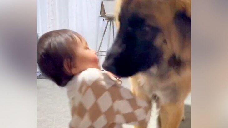 赤ちゃんが部屋を歩いていたら、横にいた超大型犬が…想定外すぎる『まさかの事故』と結末が314万再生「あるあるｗ」「可愛いの大渋滞」(ブログ)