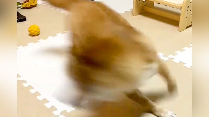 ピンポンが鳴ったら、犬が反応して…想像のはるか上をいく『超高速回転』が153万再生「思った5倍くらい回ってて草」「回転界隈ｗ」と爆笑(ブログ)