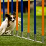 【現役獣医が解説】犬の運動について｜犬種による違いや起こり得るトラブル、制限された場合の対処法まで(ブログ)
