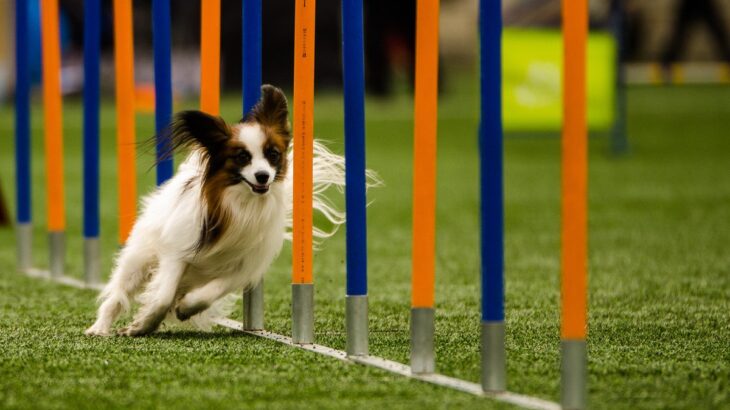 【現役獣医が解説】犬の運動について｜犬種による違いや起こり得るトラブル、制限された場合の対処法まで(ブログ)