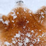 冬の北海道で『可愛すぎる揚げパン』が観測される季節に…？雪景色を散歩する犬の姿に2万いいね集まる「お砂糖大サービス」「美味しそうｗ」(ブログ)