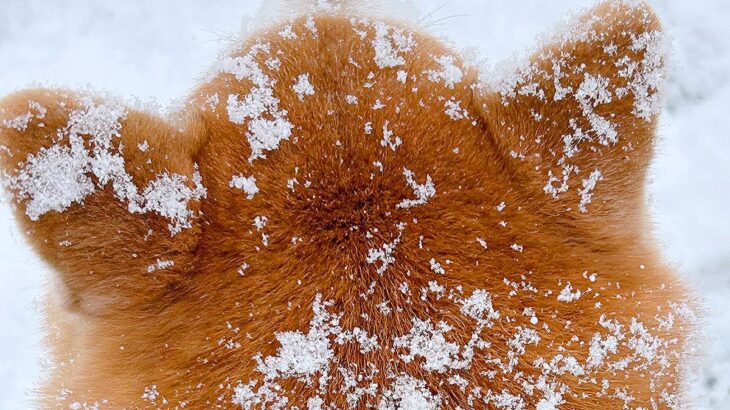 冬の北海道で『可愛すぎる揚げパン』が観測される季節に…？雪景色を散歩する犬の姿に2万いいね集まる「お砂糖大サービス」「美味しそうｗ」(ブログ)