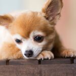 犬が『嫌な気持ち』なっているときにするサイン5選　愛犬からのボディランゲージを見逃さないで(ブログ)