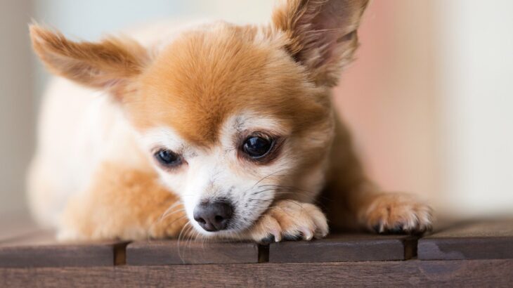 犬が『嫌な気持ち』なっているときにするサイン5選　愛犬からのボディランゲージを見逃さないで(ブログ)