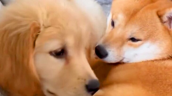 小さな柴犬に『大型犬の妹』ができたら、数ヶ月後…大きさが違っていても仲良しな光景が泣けると23万再生「なんて優しい世界」「涙出る」と感動(ブログ)